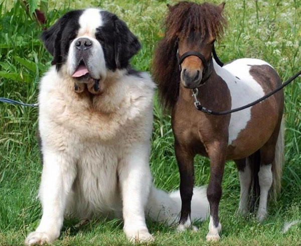 câine și cal pitic