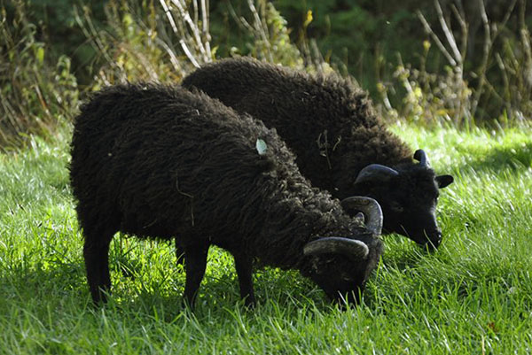 карликовые овцы