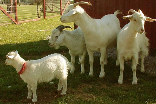 Familie av geiter på gården