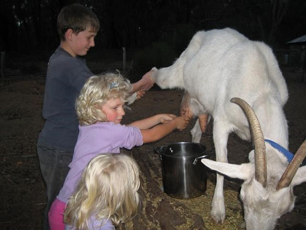 Deti mliekajú kozou