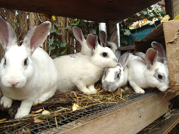 สำหรับการเลี้ยงกระต่ายที่ประสบความสำเร็จสัตว์จะถูกแยกเก็บตามกลุ่มอายุ