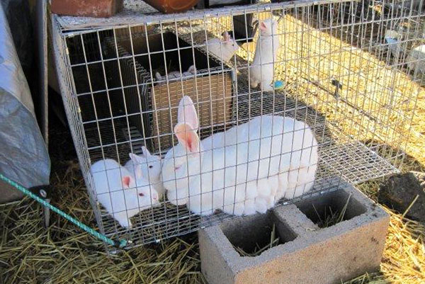 กระต่ายกับลูกหลานในกรง