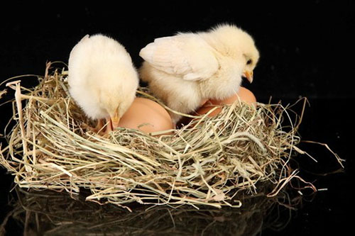 kycklingar och ägg