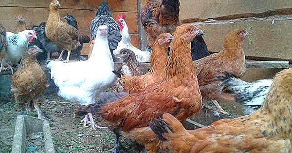 podrashchennye kycklingar