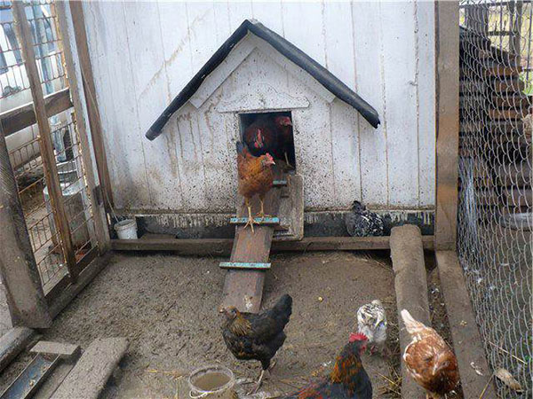 Villkor för att hålla kycklingar