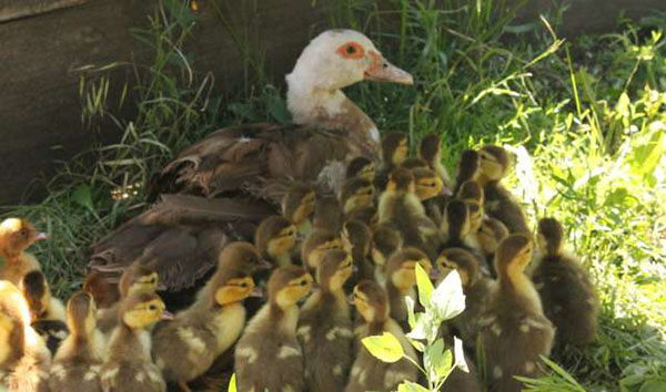 Sretna obitelj patka