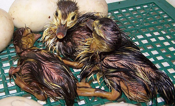 Os primeiros patos do pato almiscarado eclodiram na incubadora