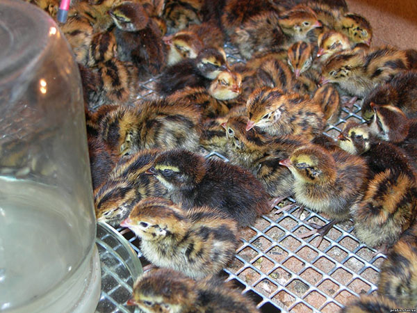 Chicks bersarang di inkubator