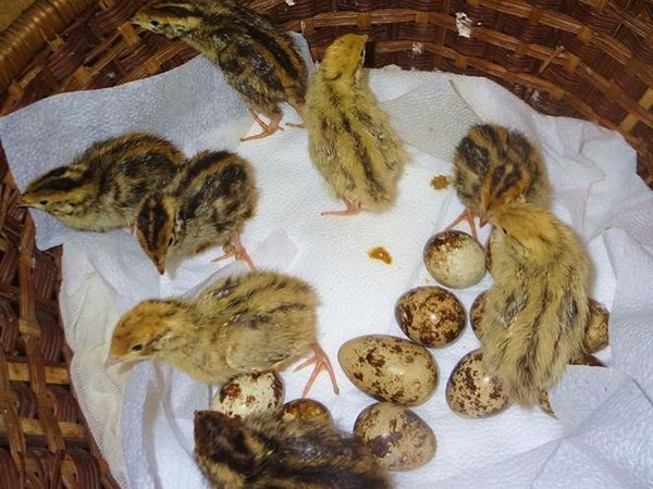 Quail ägg och kycklingar
