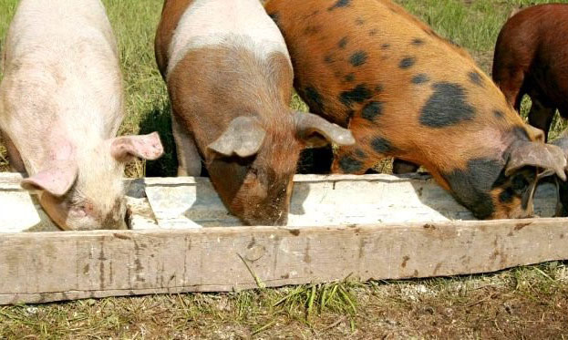 Os porcos recebem apenas alimentos frescos