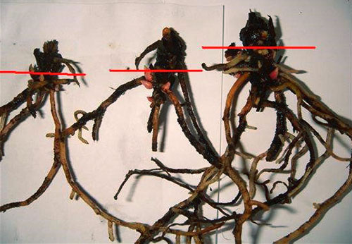 Tieto koreňové systémy anthurium sú predmetom obnovy