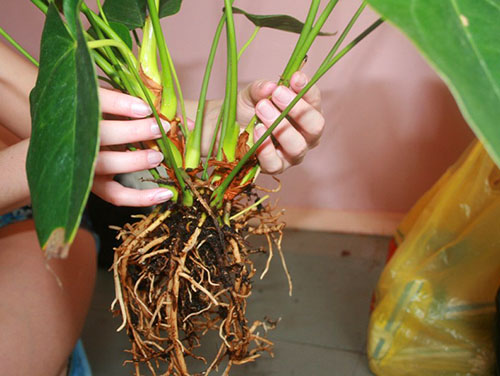 Rozdeľte rastlinu na rozety s koreňmi, môžete omladiť a obnoviť anturium
