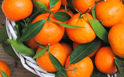 odaberite mandarine za izradu džema