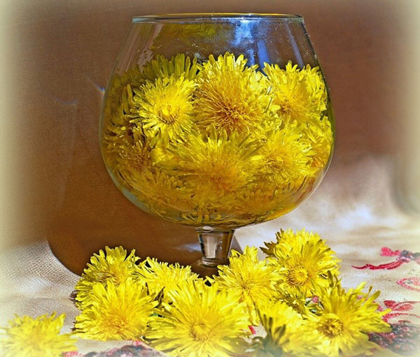 ดอกไม้ dandelions สำหรับ tinctures ปรุงอาหาร