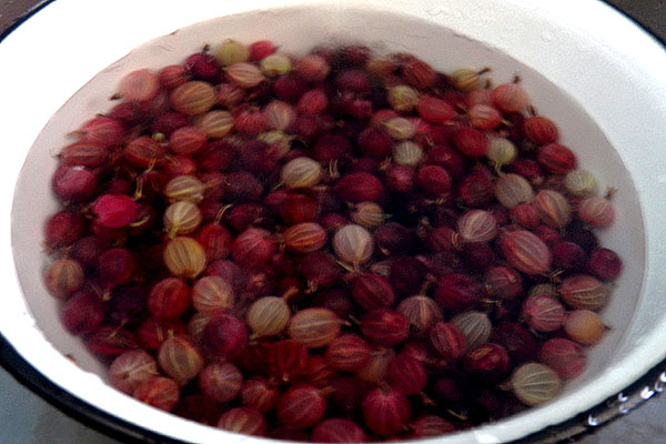 basuh gooseberry merah
