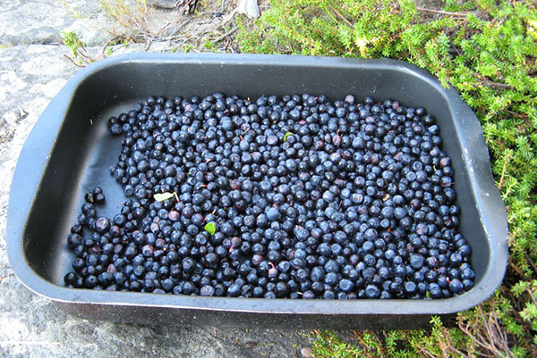 blueberries segar