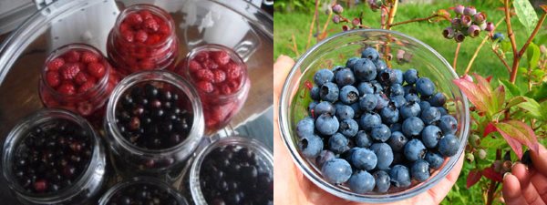 kita mensterilkan blueberries