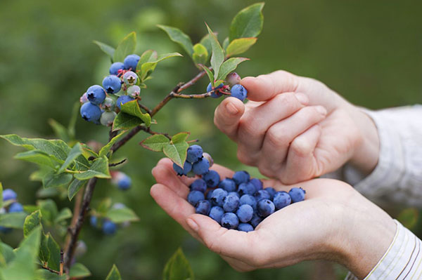koleksi blueberry