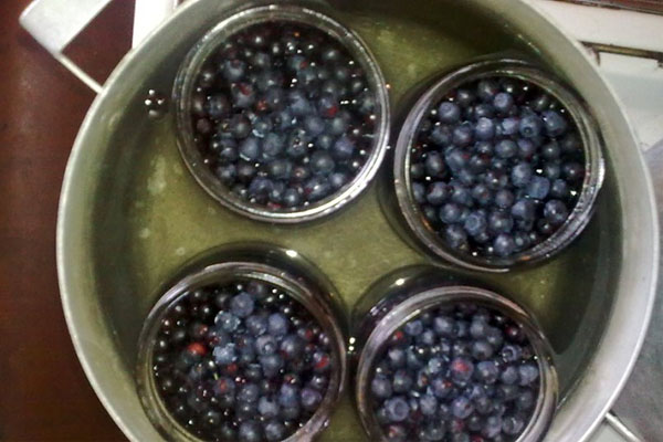 steriliser bokser med blåbær