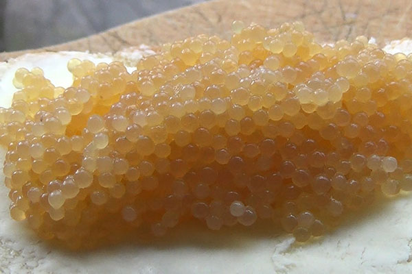 caviar salgado de pique