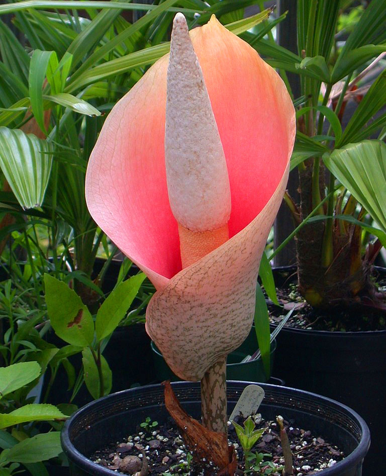 Amorphophallus bulbonose หรือ lily voodoo