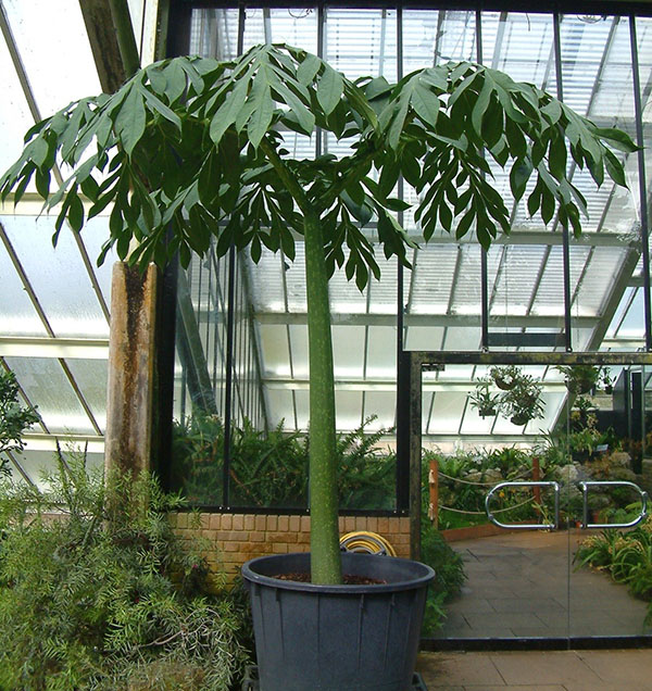 Batang Amorphophallus
