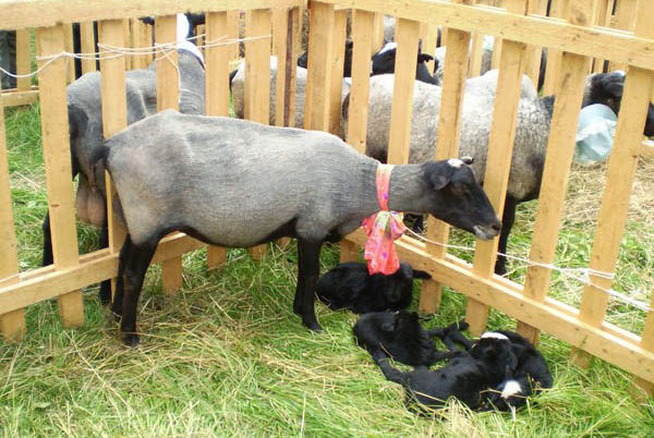 ovelhas com cordeiros