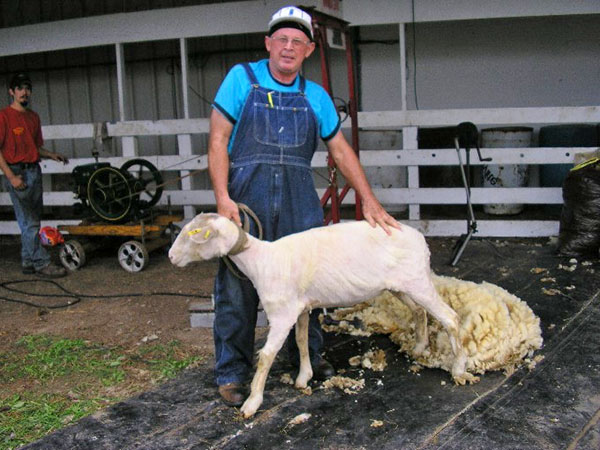 tosquia de ovelhas