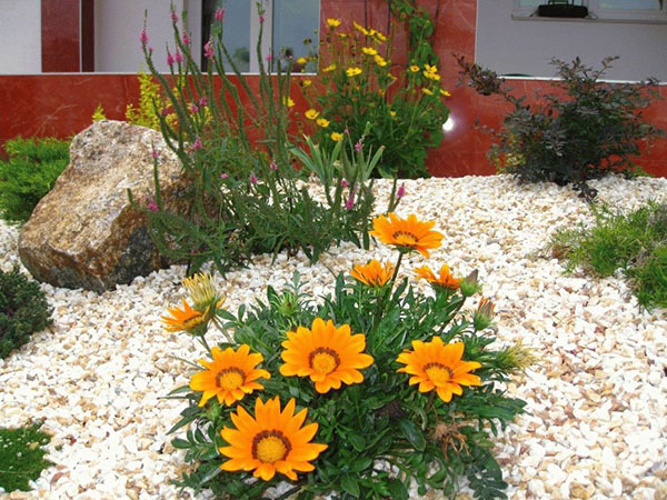gazaniya บน flowerbed