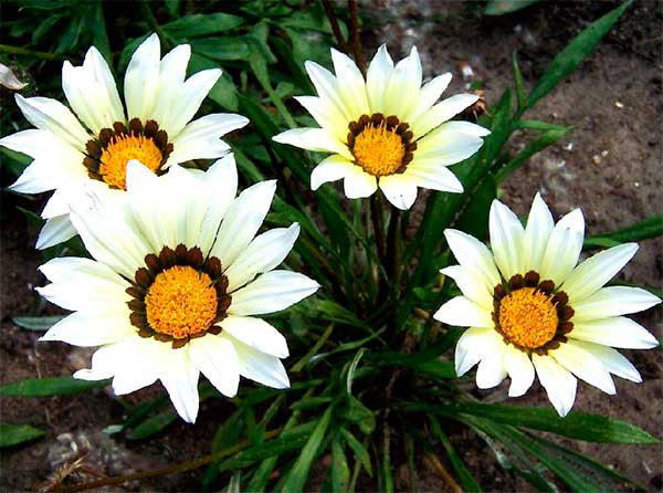белые цветы газании