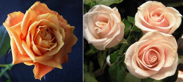 te hybrid roser