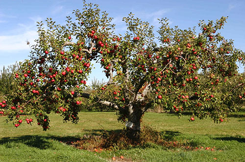 God høst av epler
