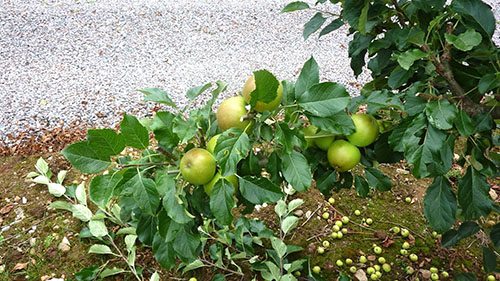 Pokok epal dibersihkan daripada pucuk berlebihan