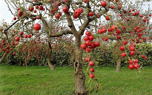 Samtidig modning av epler
