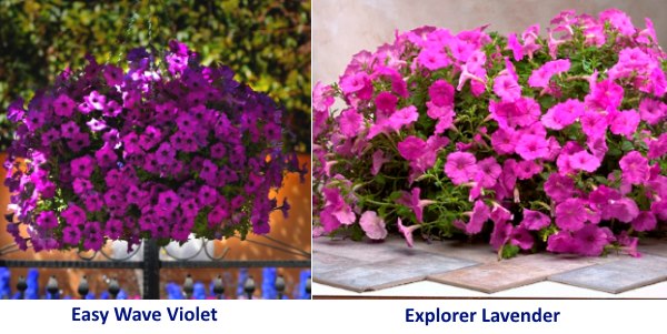 Petunia Easy Wave Violet e Explorer Lavender