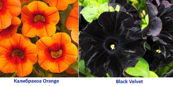 Petunias Calibraho Orange dan Velvet Hitam