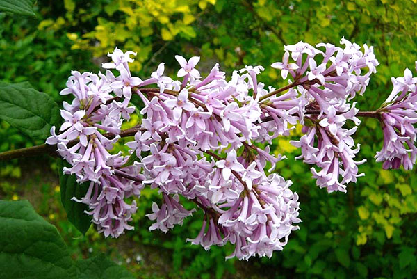 Hungary lilac
