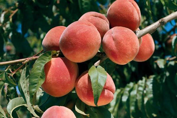 skörden av persikor