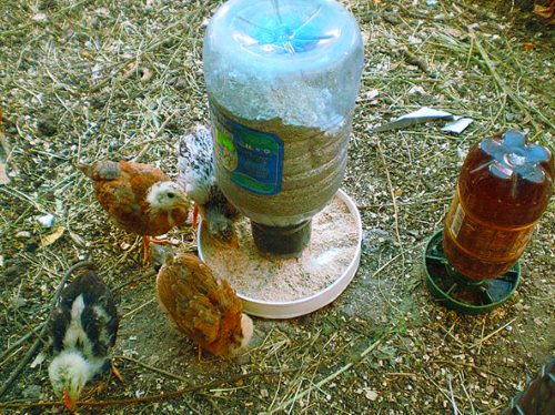 кормушки для птиц из пластиковых бутылок