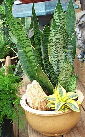 不同类型的百合科植物在一个锅里