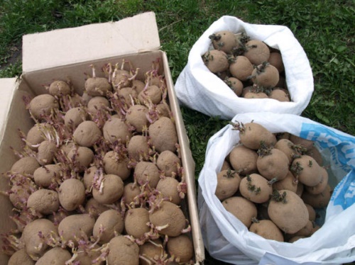 gekiemde aardappelen