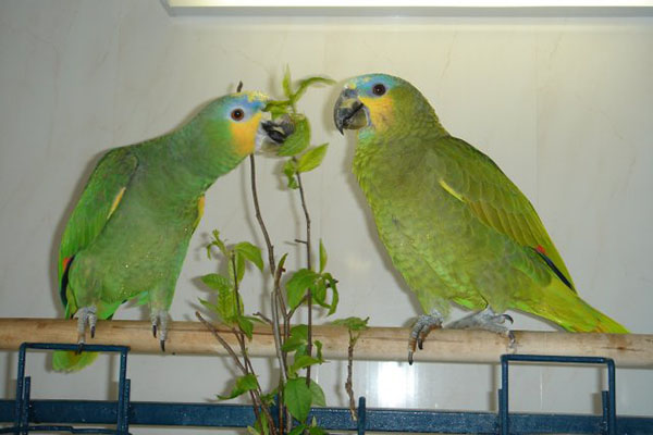 papegøyefôr til papegøyer