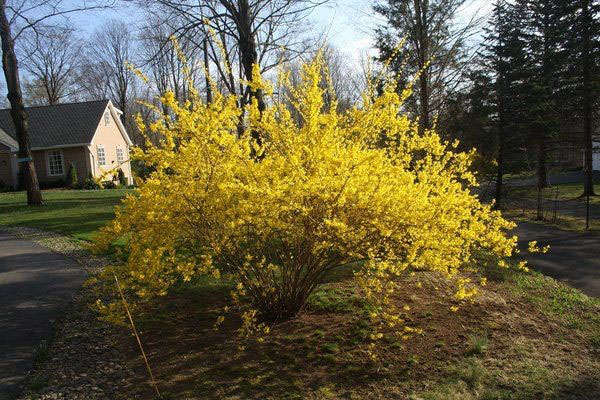 žlté Bush v záhrade