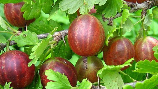 plum gooseberry
