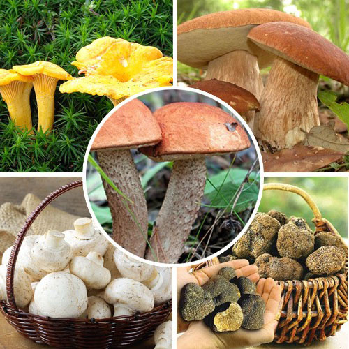мицелий разных грибов