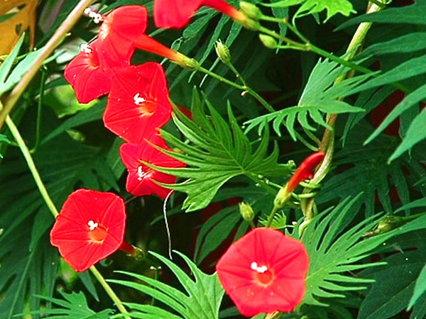 červené kvety rannej slávy