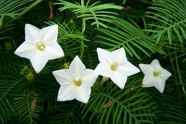 flori albe ale gloriei dimineții