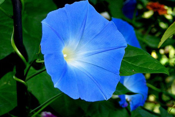 flori albastre de glorie dimineata