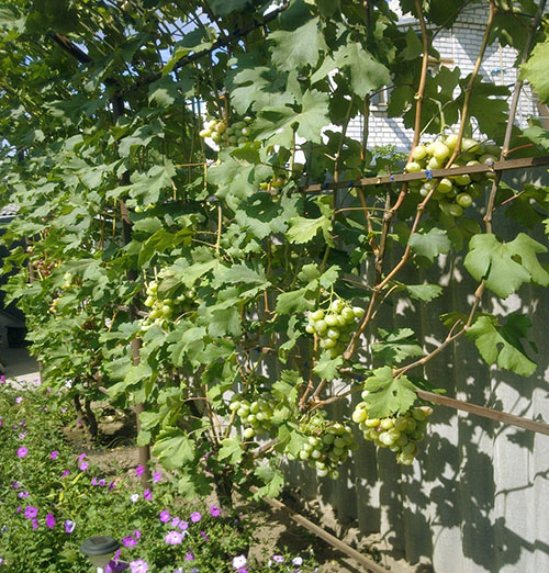 A maturação das uvas depende da formação do mato e das regras da liga da videira