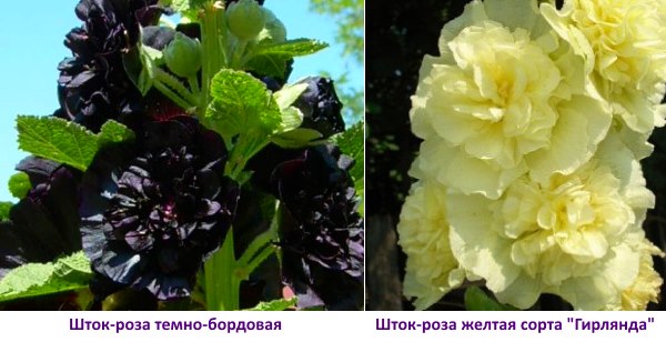 Шток-роза темно бордовая и желтая фото